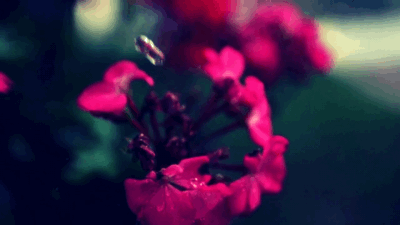3.gif