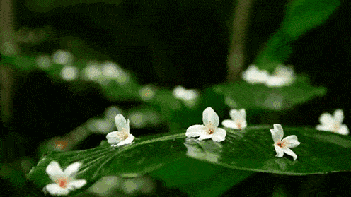 3.gif