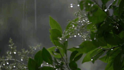 4.gif