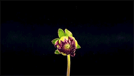 4.gif