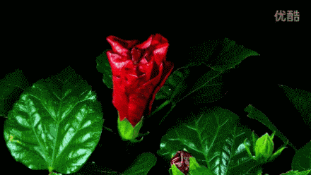6.gif