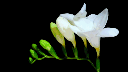 7.gif