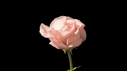 8.gif