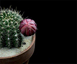 9.gif