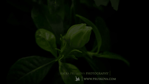 10.gif