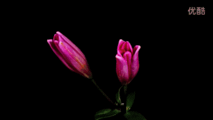 11.gif
