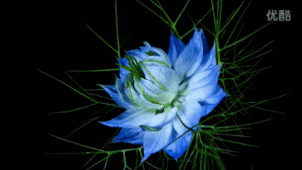 2.gif