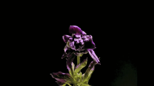 3.gif