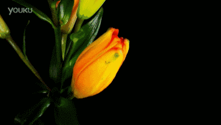 3.gif