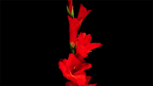 4.gif