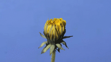 4.gif
