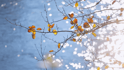 1.gif