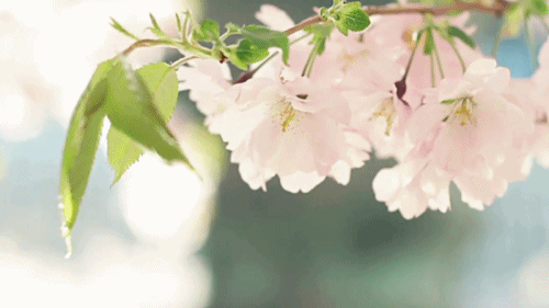 4.gif