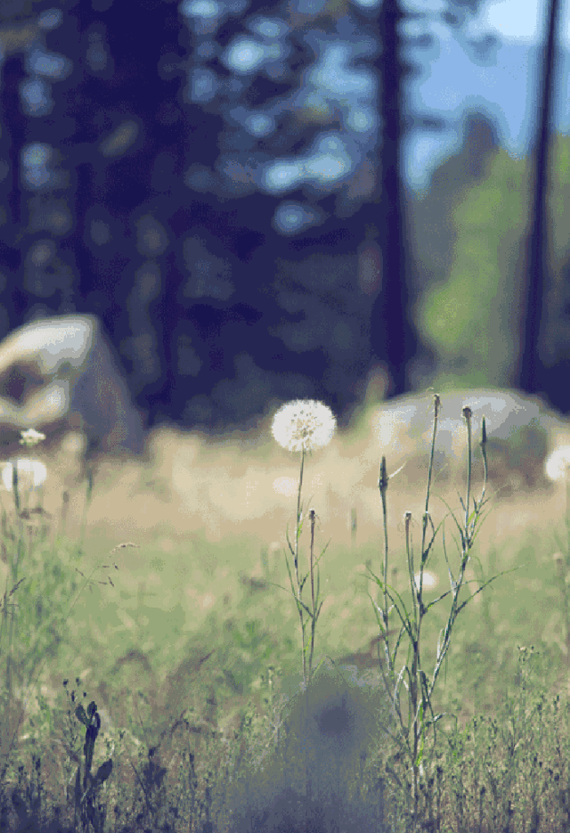 3.gif