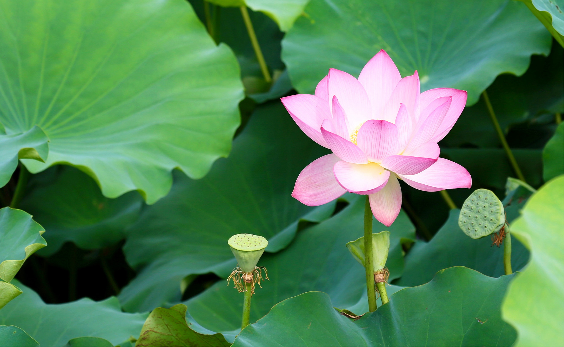 摄图网_500074816_banner.jpg