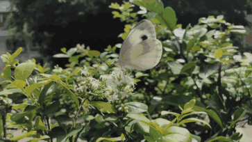 5.gif